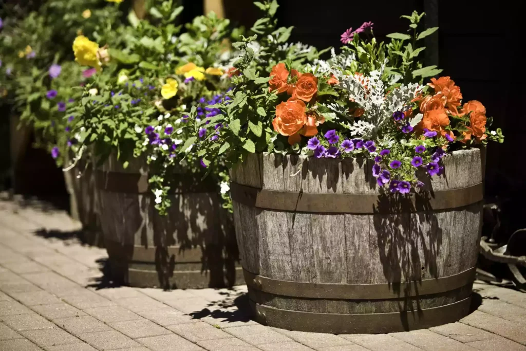 Cómo cultivar plantas en barriles de vino