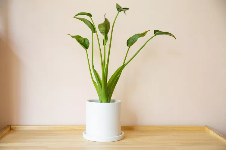 Cómo cultivar y cuidar Alocasia Tiny Dancer