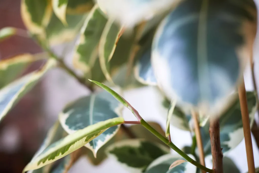 Cómo cultivar y cuidar Ficus Tineke