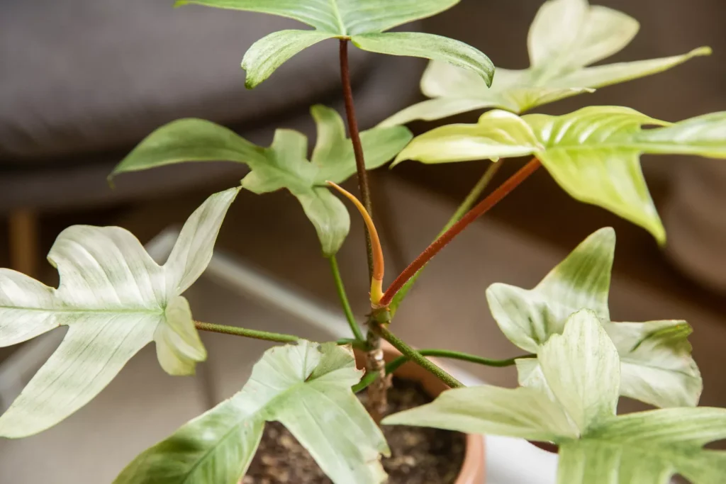 Cómo cultivar y cuidar el Philodendron Florida Ghost