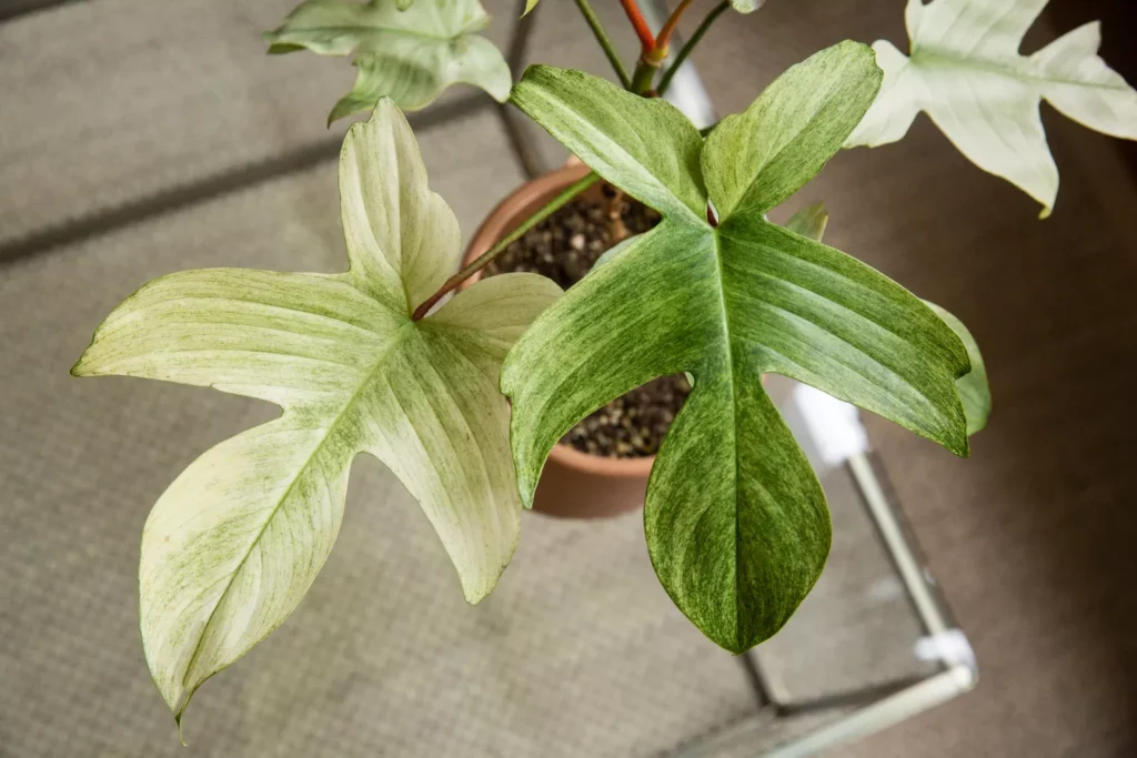 Cómo cultivar y cuidar el Philodendron Florida Ghost