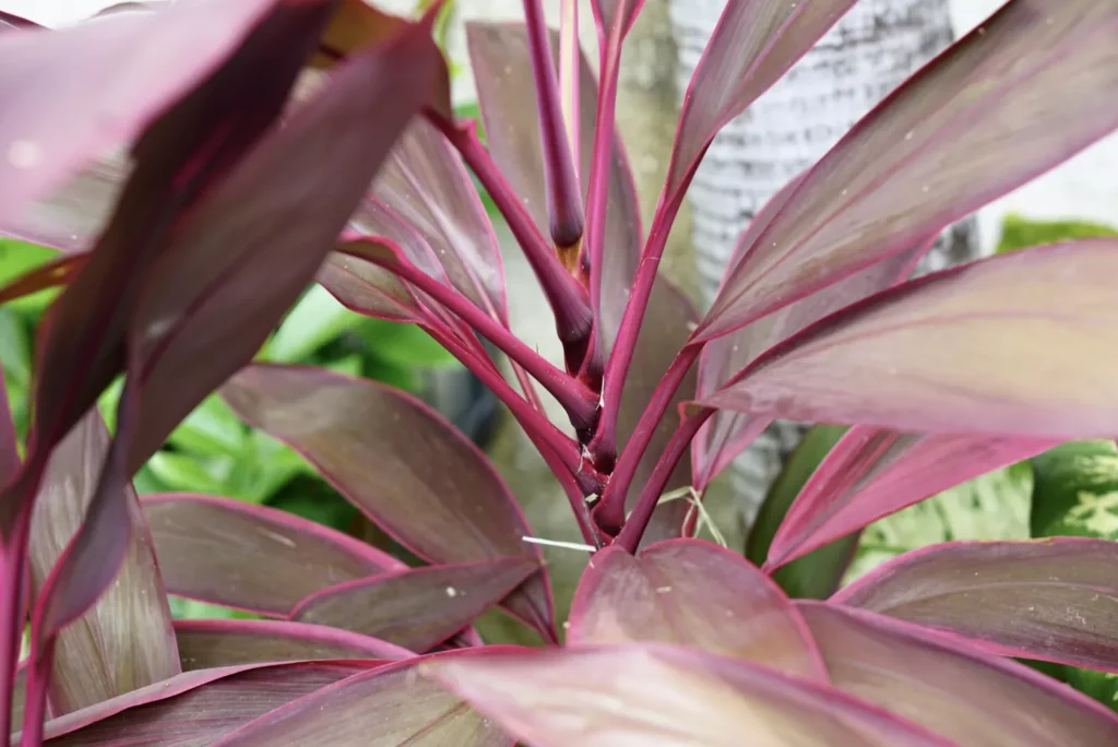 Cómo cultivar y cuidar la Planta Ti