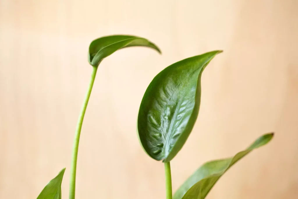 Cuidado de la pequeña bailarina Alocasia 1