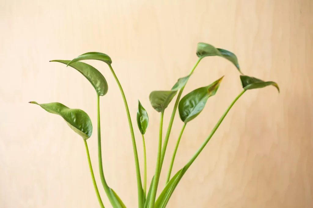 Cuidado de la pequeña bailarina Alocasia 2