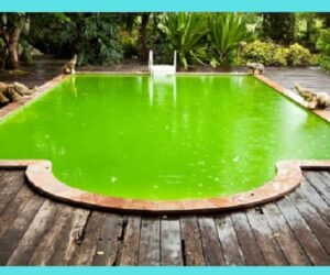 Cómo sacar las algas de la piscina sin una aspiradora