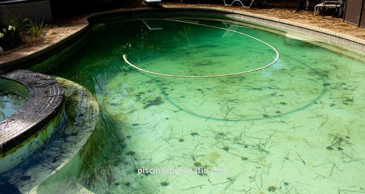 Cómo tratar las algas negras-alga negra piscina